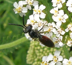 Sphecodes