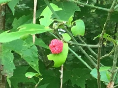 Euonymus
