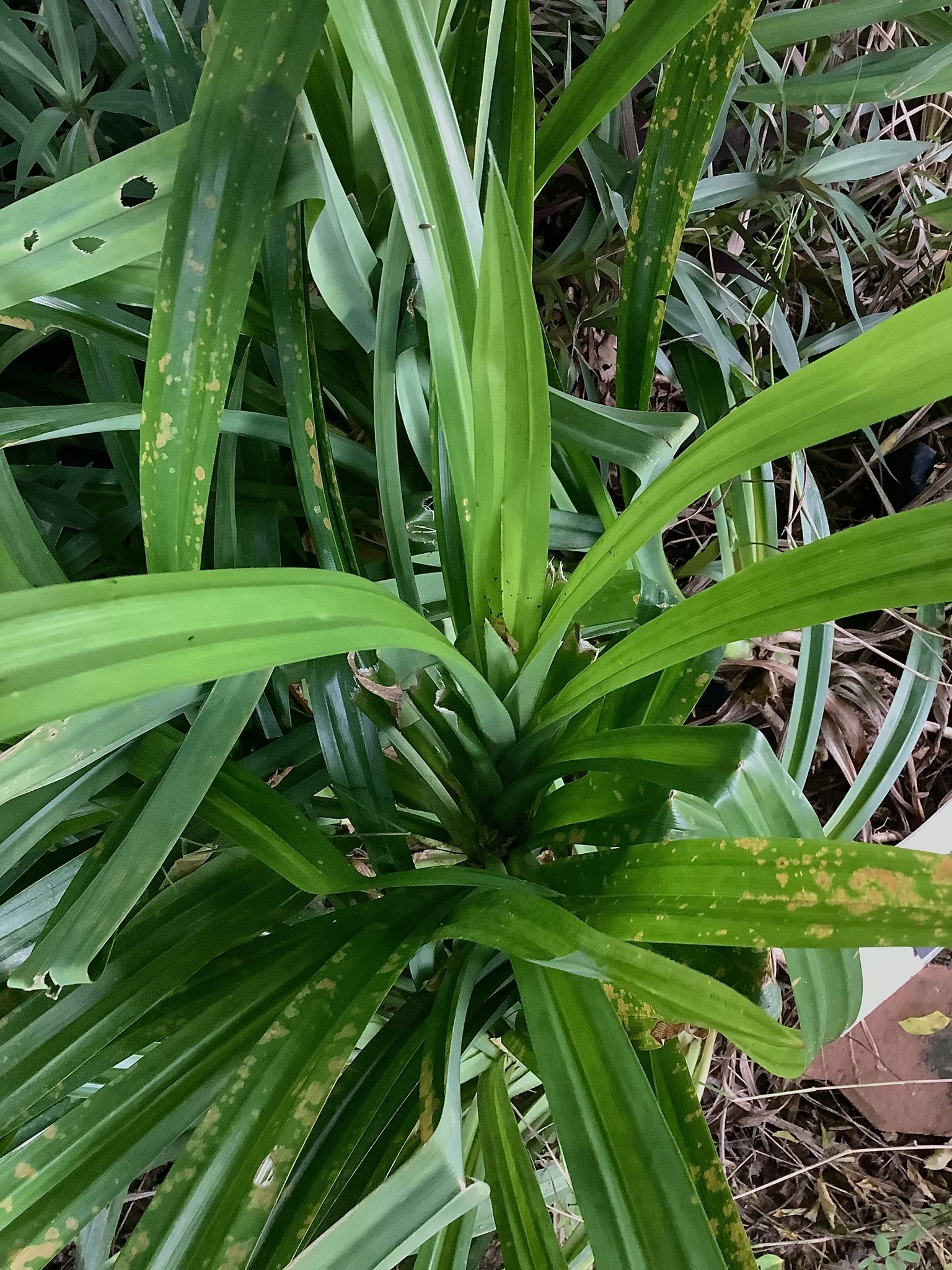 Pandanus Amaryllifolius Roxb. Ex Lindl.