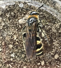 Dielis plumipes