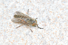Tabanus autumnalis