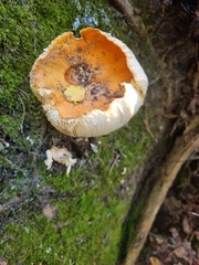 Cystoderma aureum