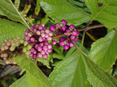 Callicarpa americana