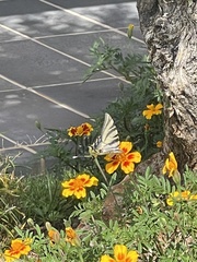 Iphiclides feisthamelii