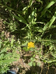 Asteraceae