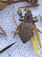 Pantomorus cervinus