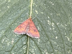 Pyrausta rubricalis