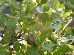 Vaccinium arboreum