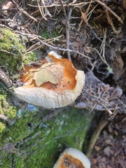 Cystoderma aureum