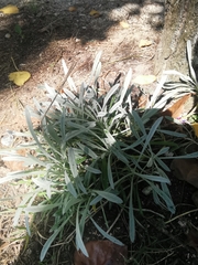 Gazania rigens
