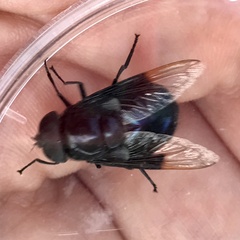 Copestylum mexicanum