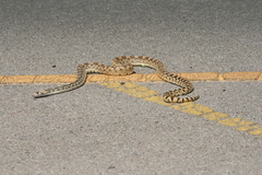 Pituophis catenifer