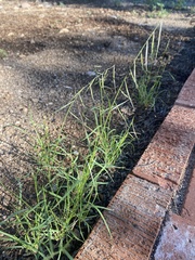 Bouteloua aristidoides