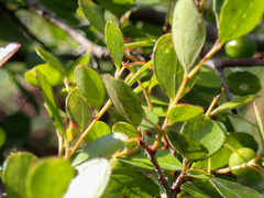 Vaccinium arboreum