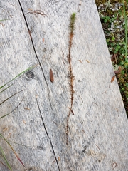 Polytrichum strictum