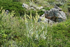 Sideritis catillaris