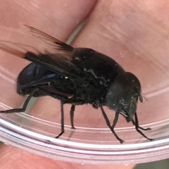 Copestylum mexicanum