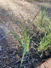 Bouteloua aristidoides
