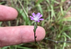 Lactuca graminifolia