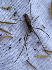 Tetragnathidae
