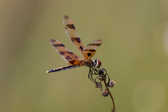 Celithemis eponina