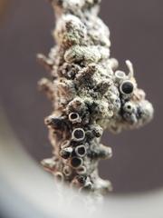 Polytrichum strictum