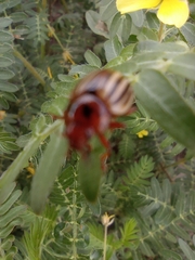 Leptinotarsa