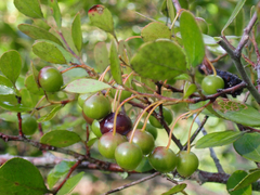 Vaccinium arboreum