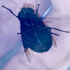 Copestylum mexicanum