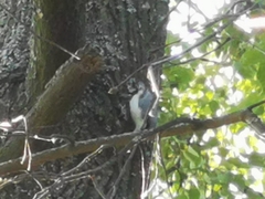 Sitta europaea