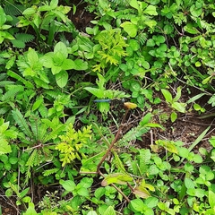 Orthetrum luzonicum