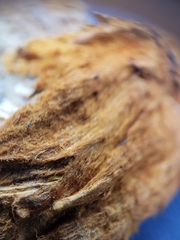 Polytrichum strictum