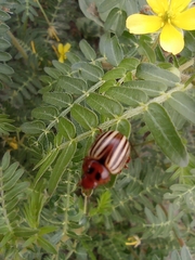 Leptinotarsa