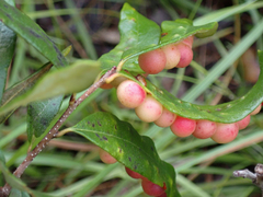 Belonocnema treatae