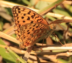 Argynnis adippe