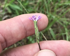 Lactuca graminifolia