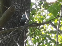 Sitta europaea