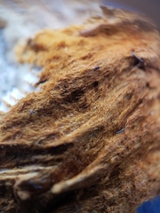 Polytrichum strictum