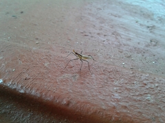 Telostylinus lineolatus