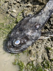 Myoxocephalus polyacanthocephalus