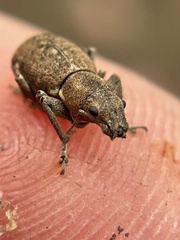 Pantomorus cervinus