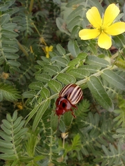 Leptinotarsa