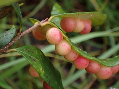 Belonocnema treatae