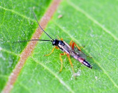 Diplazon laetatorius