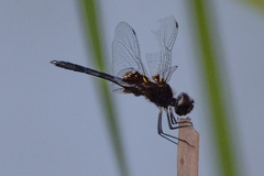 Macrodiplax balteata