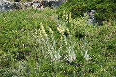 Sideritis catillaris