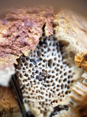 Polytrichum strictum