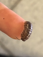 Armadillidium
