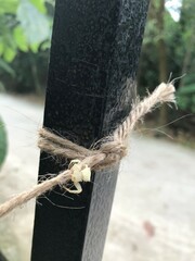 Thomisus spectabilis