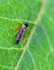 Diplazon laetatorius